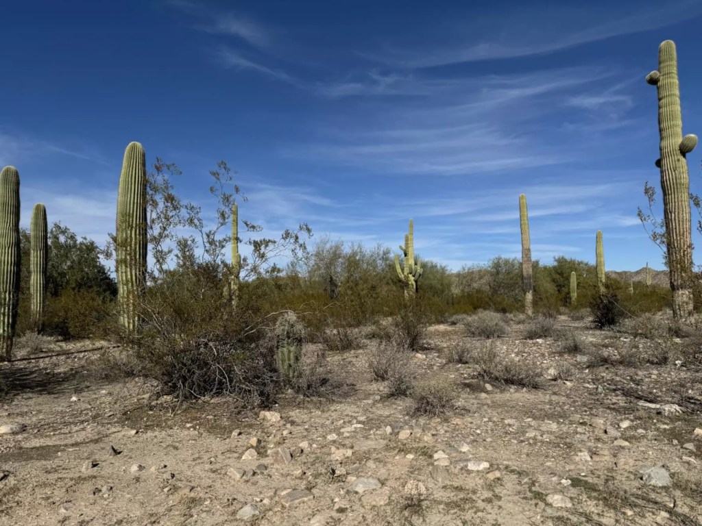 Saguaro cactuses tower over the landscape at South Puerto Blanco Road at Organ Pipe Cactus National Monument in Ajo, Arizona, on Jan. 14, 2024.