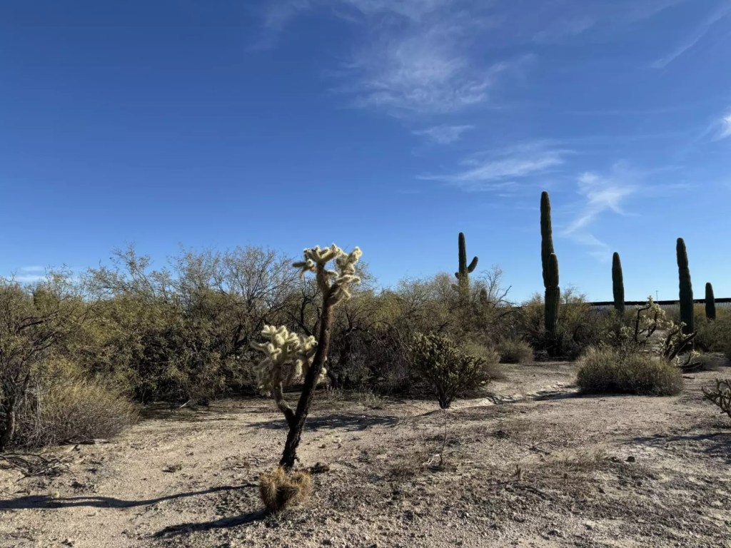 Native vegetation located along South Puerto Blanco Road at Organ Pipe Cactus National Monument in Ajo, Arizona, on Jan. 14, 2024.