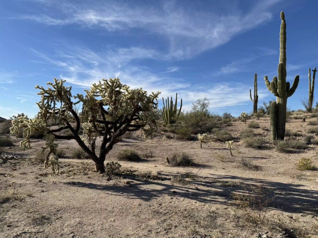 Saguaro cactuses stand along South Puerto Blanco Road at Organ Pipe Cactus National Monument in Ajo, Arizona, on Jan. 14, 2024.