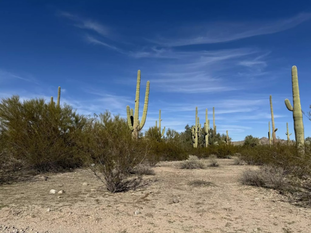 Desert ecology found along South Puerto Blanco Road at Organ Pipe Cactus National Monument in Ajo, Arizona, on Jan. 14, 2024.